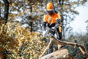 Picture of a worker sawing up a fallen tree after a landslide